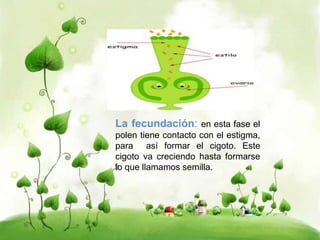 La fecundación: en esta fase el 
polen tiene contacto con el estigma, 
para así formar el cigoto. Este 
cigoto va creciendo hasta formarse 
lo que llamamos semilla. 
 