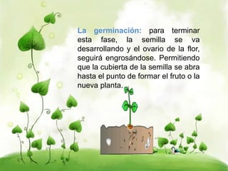 La germinación: para terminar 
esta fase, la semilla se va 
desarrollando y el ovario de la flor, 
seguirá engrosándose. Permitiendo 
que la cubierta de la semilla se abra 
hasta el punto de formar el fruto o la 
nueva planta. 
 