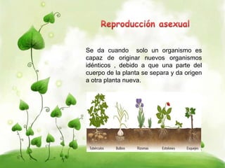 Se da cuando solo un organismo es 
capaz de originar nuevos organismos 
idénticos , debido a que una parte del 
cuerpo de la planta se separa y da origen 
a otra planta nueva. 
 
