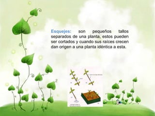Esquejes: son pequeños tallos 
separados de una planta, estos pueden 
ser cortados y cuando sus raíces crecen 
dan origen a una planta idéntica a esta. 
 