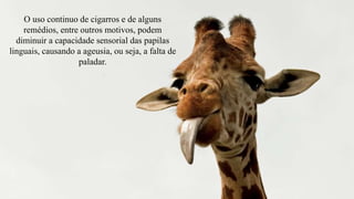 O uso continuo de cigarros e de alguns 
remédios, entre outros motivos, podem 
diminuir a capacidade sensorial das papilas 
linguais, causando a ageusia, ou seja, a falta de 
paladar. 
 