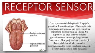 O receptor sensorial do paladar é a papila 
gustativa. É constituída por células epiteliais 
localizadas em torno de um poro central na 
membrana mucosa basal da língua. Na 
superfície de cada uma das células 
gustativas observam-se prolongamentos 
finos como pêlos, projetando-se em direção 
da cavidade bucal; são chamados 
microvilosidades. Essas estruturas fornecem 
a superfície receptora para o paladar. 
 