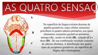 Na superfície da língua existem dezenas de 
papilas gustativas, cujas células sensoriais 
percebem os quatro sabores primários, aos quais 
chamamos sensações gustativas primárias: 
amargo (A) , azedo ou ácido (B) , salgado (C) e 
doce (D) . De sua combinação resultam centenas 
de sabores distintos. A distribuição dos quatro 
tipos de receptores gustativos, na superfície da 
língua, não é homogênea. 
 