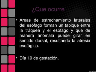 ¿Que ocurre
• Áreas de estrechamiento laterales
  del esófago forman un tabique entre
  la tráquea y el esófago y que de
  manera anómala puede girar en
  sentido dorsal, resultando la atresia
  esofágica.

• Día 19 de gestación.
 