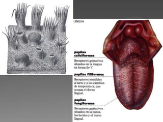  Pende un proceso cónico llamado úvula