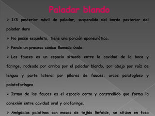  Esta formado por dos regiones: