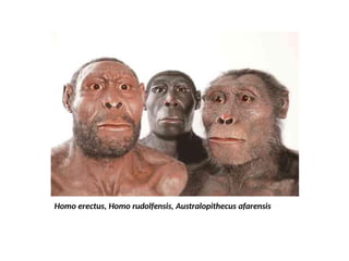 Evolutionary Biology of Primates and Plant Kingdoms: From Fossils to ...