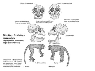 Prosimiae Evolutionary Biology of Primates and Plant Kingdoms: From Fossils to ...