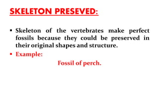 SKELETON PRESEVED:
 Skeleton of the vertebrates make perfect
fossils because they could be preserved in
their original shapes and structure.
 Example:
Fossil of perch.
 
