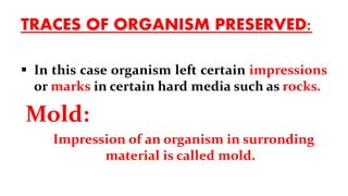 TRACES OF ORGANISM PRESERVED:
 In this case organism left certain impressions
or marks in certain hard media such as rocks.
Mold:
Impression of an organism in surronding
material is called mold.
 