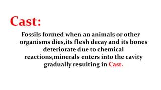 Cast:
Fossils formed when an animals or other
organisms dies,its flesh decay and its bones
deteriorate due to chemical
reactions,minerals enters into the cavity
gradually resulting in Cast.
 