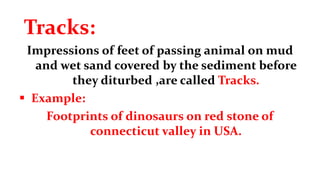 Tracks:
Impressions of feet of passing animal on mud
and wet sand covered by the sediment before
they diturbed ,are called Tracks.
 Example:
Footprints of dinosaurs on red stone of
connecticut valley in USA.
 