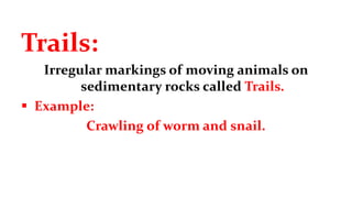 Trails:
Irregular markings of moving animals on
sedimentary rocks called Trails.
 Example:
Crawling of worm and snail.
 