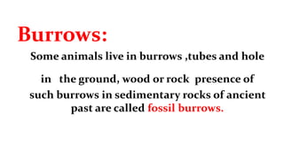 Burrows:
Some animals live in burrows ,tubes and hole
in the ground, wood or rock presence of
such burrows in sedimentary rocks of ancient
past are called fossil burrows.
 