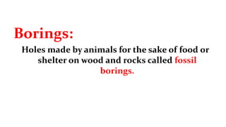 Borings:
Holes made by animals for the sake of food or
shelter on wood and rocks called fossil
borings.
 