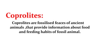 Coprolites:
Coprolites are fossilised feaces of ancient
animals ,that provide information about food
and feeding habits of fossil animal.
 