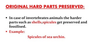 ORIGINAL HARD PARTS PRESERVED:
 In case of invertebrates animals the harder
parts such as shells,spicules get preserved and
fossilised.
 Example:
Spicules of sea urchin.
 