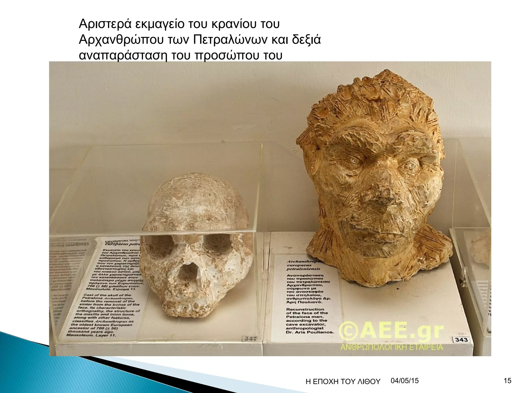 Αριστερά εκμαγείο του κρανίου του
Αρχανθρώπου των Πετραλώνων και δεξιά
αναπαράσταση του προσώπου του
04/05/15 15Η ΕΠΟΧΗ ΤΟΥ ΛΙΘΟΥ
 