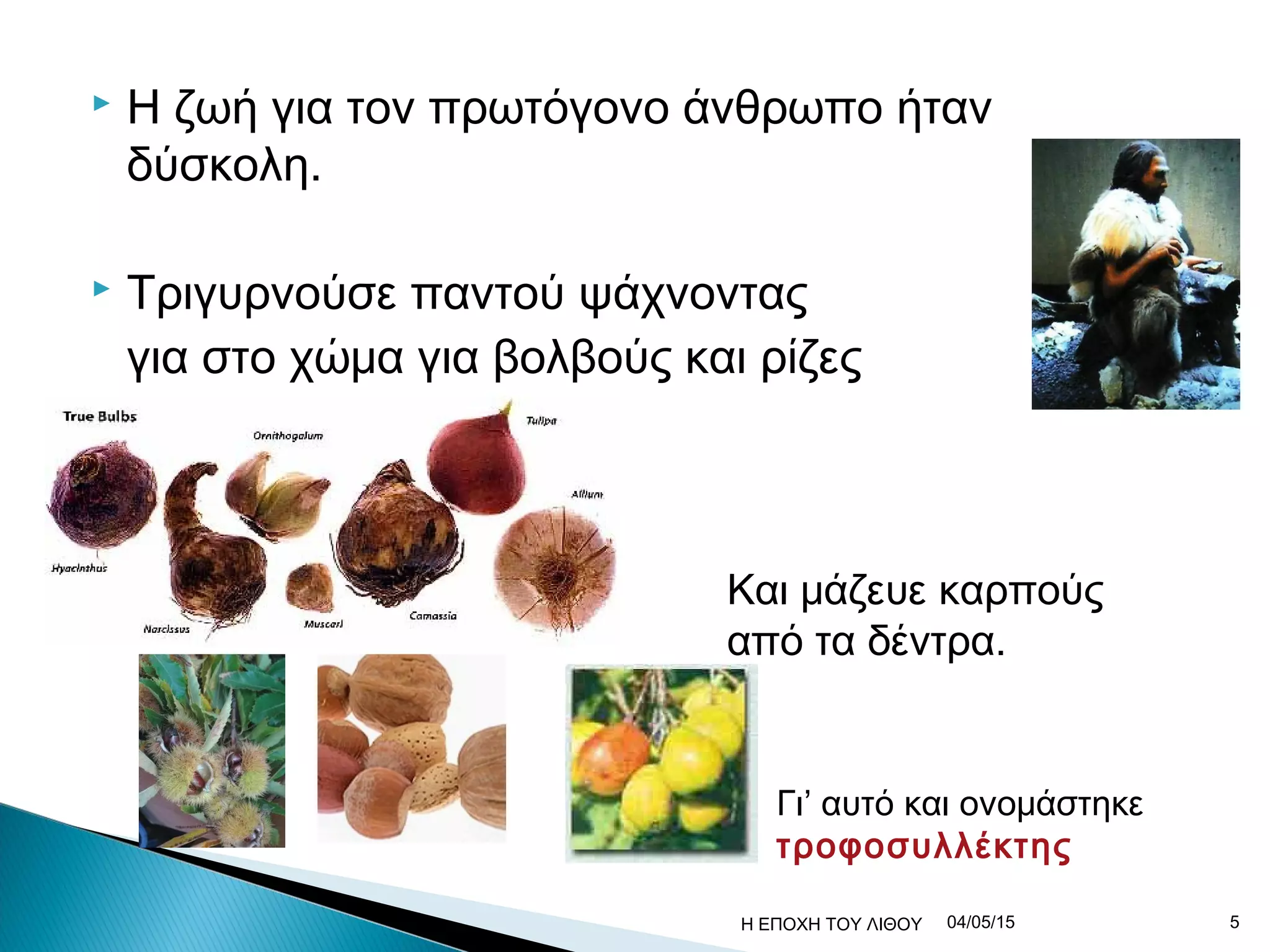  Η ζωή για τον πρωτόγονο άνθρωπο ήταν
δύσκολη.
 Τριγυρνούσε παντού ψάχνοντας
για στο χώμα για βολβούς και ρίζες
Και μάζευε καρπούς
από τα δέντρα.
Γι’ αυτό και ονομάστηκε
τροφοσυλλέκτης
04/05/15 5Η ΕΠΟΧΗ ΤΟΥ ΛΙΘΟΥ
 