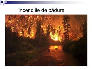 Incendiile de pădure
 