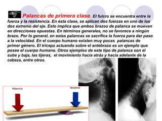 Palancas de primera clase .   El fulcro se encuentra entre la fuerza y la resistencia. En esta clase, se aplican dos fuerzas en uno de los dos extremo del eje. Esto implica que ambos brazos de palanca se mueven en direcciones opuestas. En términos generales, no se favorece a ningún brazo. Por lo general, en estas palancas se sacrifica la fuerza para dar paso a la velocidad. En el cuerpo humano existen muy pocas  palancas de primer género. El tríceps actuando sobre el antebrazo es un ejemplo que posee el cuerpo humano. Otros ejemplos de este tipo de palanca son el sube y baja, las tijeras,  el movimiento hacia atrás y hacia adelante de la cabeza, entre otros.  