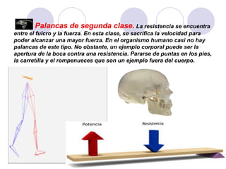 Palancas de segunda clase.   La resistencia se encuentra entre el fulcro y la fuerza. En esta clase, se sacrifica la velocidad para poder alcanzar una mayor fuerza. En el organismo humano casi no hay palancas de este tipo. No obstante, un ejemplo corporal puede ser la apertura de la boca contra una resistencia. Pararse de puntas en los pies, la carretilla y el rompenueces que son un ejemplo fuera del cuerpo.  