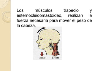 Los      músculos      trapecio      y
esternocleidomastoideo, realizan la
fuerza necesaria para mover el peso de
la cabeza.
 
