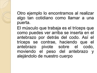 Otro ejemplo lo encontramos al realizar
algo tan cotidiano como llamar a una
puerta.
El músculo que trabaja es el tríceps que
como puedes ver arriba se inserta en el
antebrazo por detrás del codo. Así el
tríceps se contrae, haciendo que el
antebrazo pivote sobre el codo,
moviendo el peso del antebrazo y
alejándolo de nuestro cuerpo
 