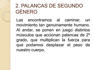 2. PALANCAS DE SEGUNDO
GÉNERO
Las encontramos al caminar, un
movimiento tan genuinamente humano.
Al andar, se ponen en juego distintos
músculos que accionan palancas de 2º
grado, que multiplican la fuerza para
que podamos desplazar el peso de
nuestro cuerpo.
 