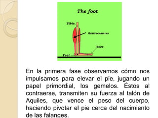 En la primera fase observamos cómo nos
impulsamos para elevar el pie, jugando un
papel primordial, los gemelos. Éstos al
contraerse, transmiten su fuerza al talón de
Aquiles, que vence el peso del cuerpo,
haciendo pivotar el pie cerca del nacimiento
de las falanges.
 