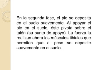 En la segunda fase, el pie se deposita
en el suelo suavemente. Al apoyar el
pie en el suelo, éste pivota sobre el
talón (su punto de apoyo). La fuerza la
realizan ahora los músculos tibiales que
permiten que el peso se deposite
suavemente en el suelo.
 