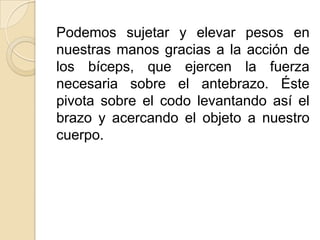 Podemos sujetar y elevar pesos en
nuestras manos gracias a la acción de
los bíceps, que ejercen la fuerza
necesaria sobre el antebrazo. Éste
pivota sobre el codo levantando así el
brazo y acercando el objeto a nuestro
cuerpo.
 