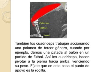 También los cuadriceps trabajan accionando
una palanca de tercer género, cuando por
ejemplo, damos una patada al balón en un
partido de fútbol. Así los cuadriceps, hacen
pivotar a la pierna hacia arriba, venciendo
su peso. Fíjate que en este caso el punto de
apoyo es la rodilla.
 