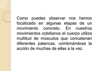 Como puedes observar nos hemos
focalizado en algunas etapas de un
movimiento concreto. En nuestros
movimientos cotidianos el cuerpo utiliza
multitud de músculos que concatenan
diferentes palancas, combinándose la
acción de muchas de ellas a la vez.
 