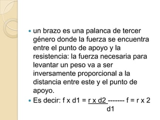  un brazo es una palanca de tercer
  género donde la fuerza se encuentra
  entre el punto de apoyo y la
  resistencia: la fuerza necesaria para
  levantar un peso va a ser
  inversamente proporcional a la
  distancia entre este y el punto de
  apoyo.
 Es decir: f x d1 = r x d2 ------- f = r x 2
                           d1
 