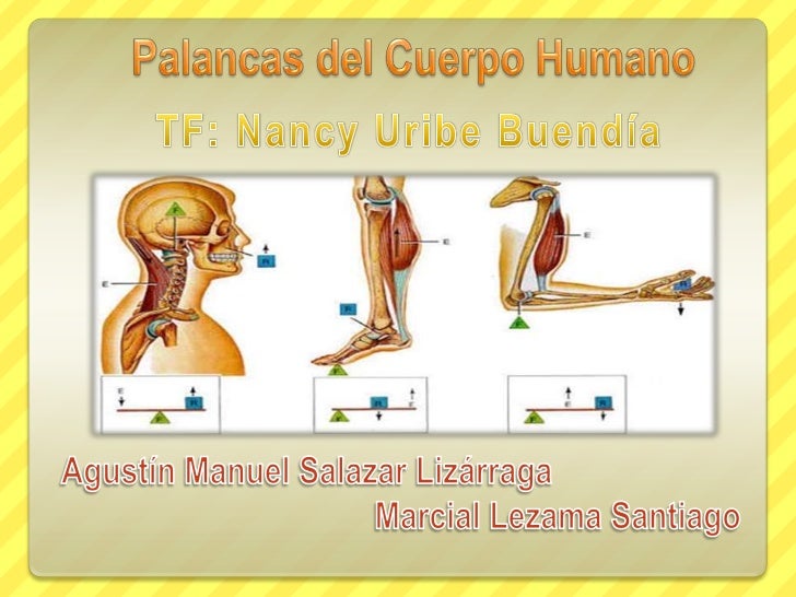 PALANCAS ARTICULARES Tipos y Descripcion
