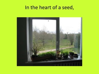 In the heart of a seed,
 