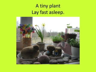 A tiny plant
Lay fast asleep.
 