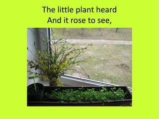 The little plant heard
And it rose to see,
 