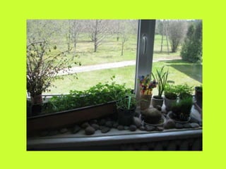 Our green windowsill