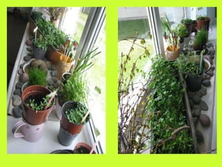 Our green windowsill
