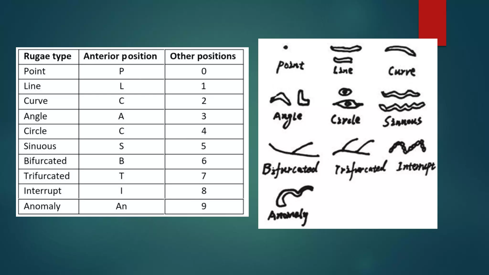 Radial Rugae Pattern PALATAL RUGAE IN FORENSIC ODONTOLOGY | PDF