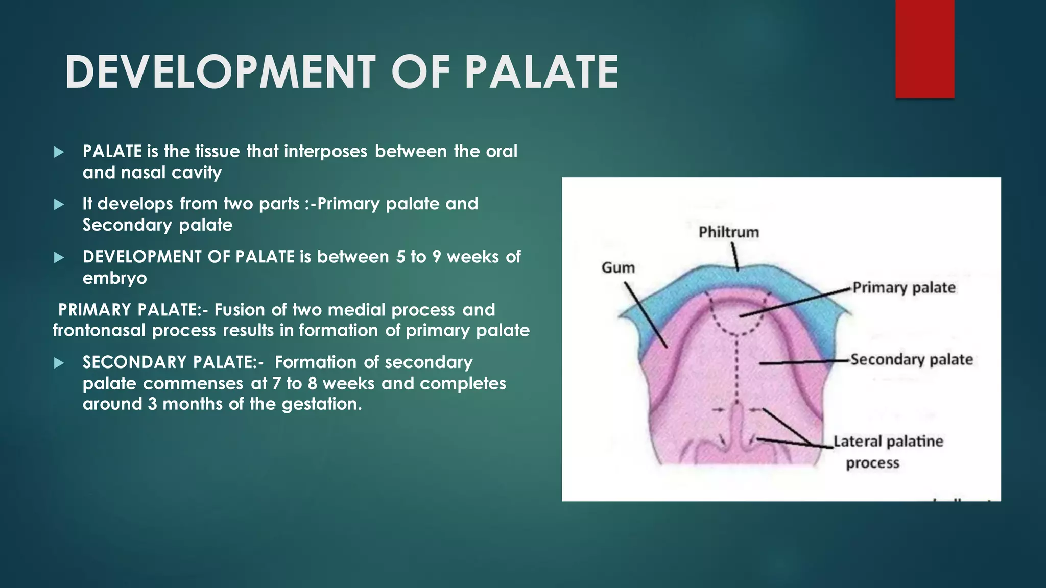 PALATAL RUGAE IN FORENSIC ODONTOLOGY | PPT