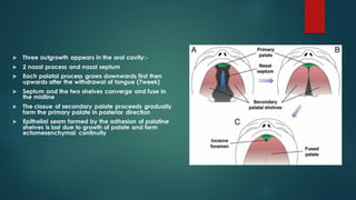  Three outgrowth appears in the oral cavity:-
 2 nasal process and nasal septum
 Each palatal process grows downwards first then
upwards after the withdrawal of tongue (7week)
 Septum and the two shelves converge and fuse in
the midline
 The closue of secondary palate proceeds gradually
form the primary palate in posterior direction
 Epithelial seam formed by the adhesion of palatine
shelves is lost due to growth of palate and form
ectomesenchymal continuity
 