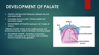 DEVELOPMENT OF PALATE
 PALATE is the tissue that interposes between the oral
and nasal cavity
 It develops from two parts :-Primary palate and
Secondary palate
 DEVELOPMENT OF PALATE is between 5 to 9 weeks of
embryo
PRIMARY PALATE:- Fusion of two medial process and
frontonasal process results in formation of primary palate
 SECONDARY PALATE:- Formation of secondary
palate commenses at 7 to 8 weeks and completes
around 3 months of the gestation.
 