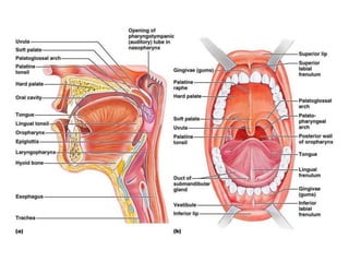 Palate | PPTX