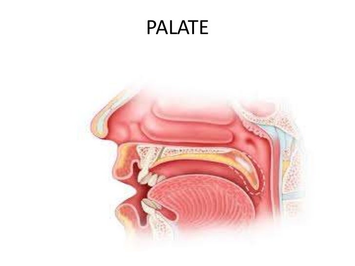 Palate
