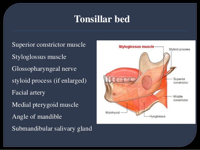 palate palatine tonsils