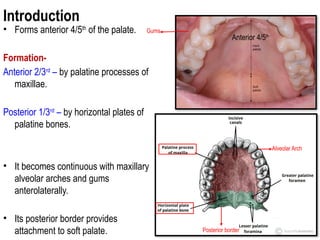 Human soft & hard palate.pptx by Dr.Nishant | PPTX