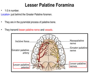 Human soft & hard palate.pptx by Dr.Nishant | PPTX